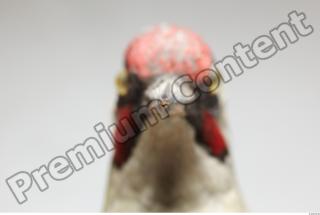 Green Woodpecker - Picus viridis 0019